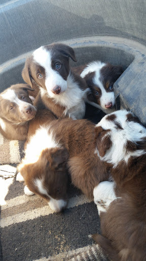 Home Improvement Store «Tractor Supply Co.», reviews and photos, 919 Spruce Haven Dr, Woodland Park, CO 80863, USA