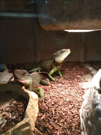 Pet Store «Exotic Pets», reviews and photos, 2410 N Decatur Blvd #160, Las Vegas, NV 89108, USA