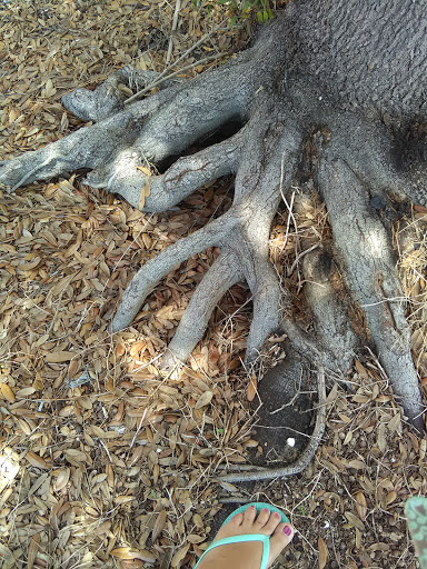 Auto Parts Store «Advance Auto Parts», reviews and photos, 6301 Park Blvd N, Pinellas Park, FL 33781, USA