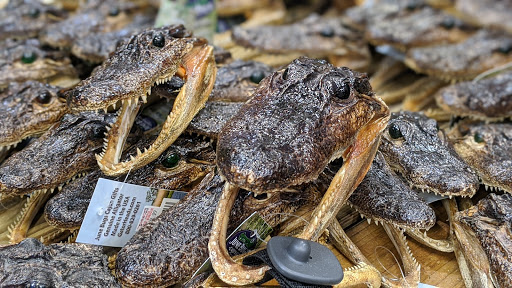 Gift Shop «Jungle Falls Gift Shop», reviews and photos, 5265 W Irlo Bronson Memorial Hwy, Kissimmee, FL 34746, USA