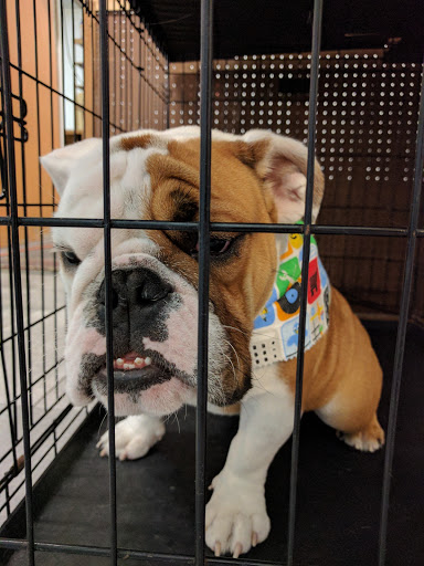 Pet Store «Oak Clips Pet Boutique & Grooming», reviews and photos, 502 N Edgefield Ave, Dallas, TX 75208, USA