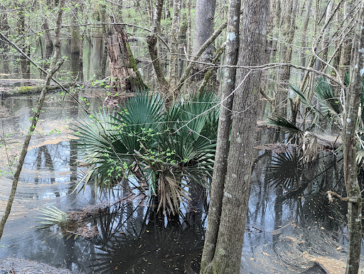 National Park «Congaree National Park», reviews and photos, 100 National Park Rd, Hopkins, SC 29061, USA