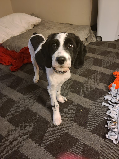 Pet Trainer «Healthy Pet Center», reviews and photos, 154 Delaware Ave, Delmar, NY 12054, USA