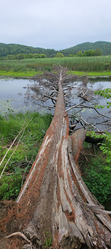 Environmental Organization «VINS Nature Center», reviews and photos, 6565 Woodstock Rd, Quechee, VT 05059, USA