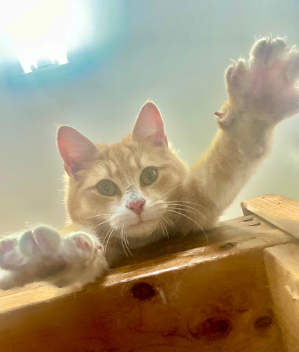 Animal Feed Store «Crownstone Feed & Farrier Supply», reviews and photos, 2600 Lewisville Rd, Lewisville, PA 19351, USA