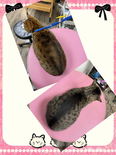 Paw Paw Pet Grooming image