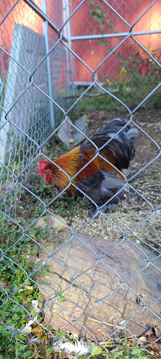 Animal Rescue Service «Ray of Light Farm Inc», reviews and photos, 232 Town St, East Haddam, CT 06423, USA