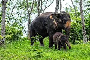 Phuket Elephant Care image