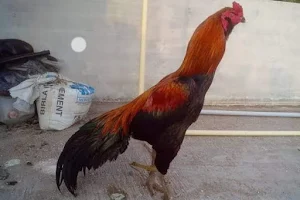 ஸ்ரீ அம்மன் நாட்டுகோழி பண்ணை (Country Chicken Shop) image