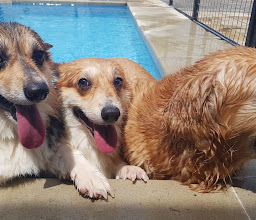 sit & stay Canine Care Center photo