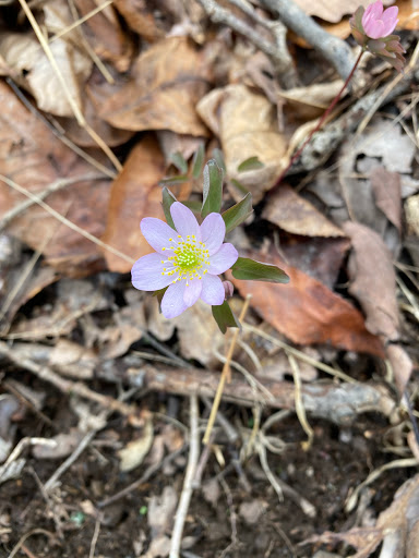 Nature Preserve «Eidolon Nature Preserve», reviews and photos, 2146 Orleans Rd, Great Cacapon, WV 25422, USA