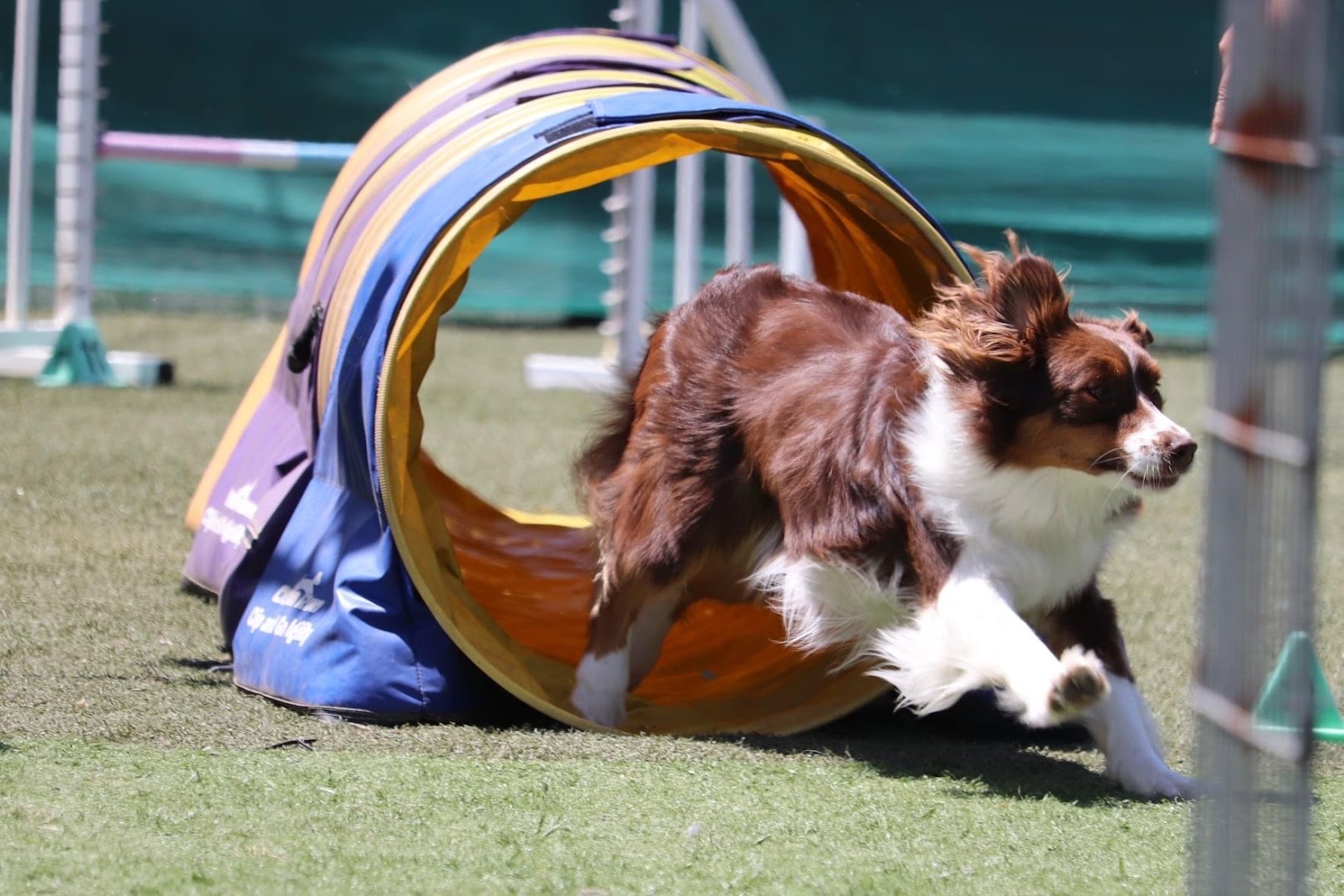 Half Moon Bay Dog Sports- *Appointment only*