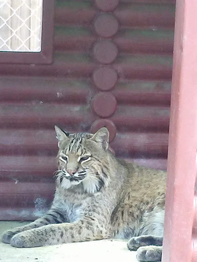 Non-Profit Organization «Big Cat Habitat & Gulf Coast Sanctuary», reviews and photos, 7101 Palmer Blvd, Sarasota, FL 34240, USA