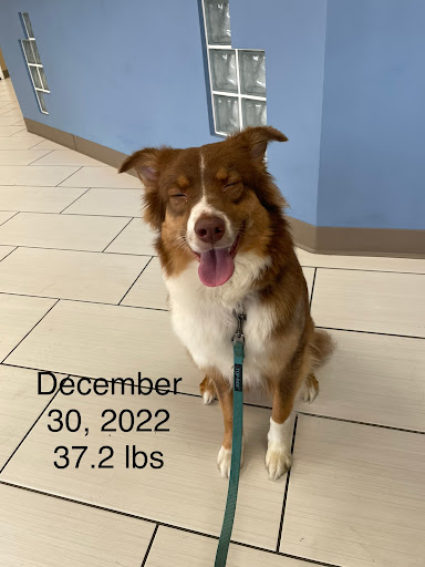San Dimas Pet Clinic image