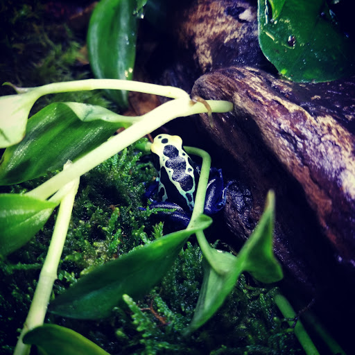 Pet Store «Dart Frogs To Dogs», reviews and photos, 6007 W Main Blvd B, Bath, PA 18014, USA