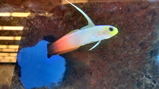 Pet Supply Store «Petco Animal Supplies», reviews and photos, 1049 S Willow St, Manchester, NH 03103, USA