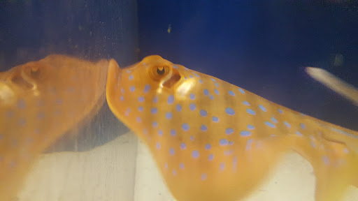 Pet Store «Fins and Skins», reviews and photos, 8451 49th St N, Pinellas Park, FL 33781, USA