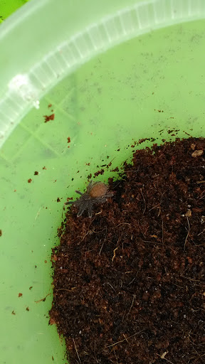 Pet Store «Critter Castle», reviews and photos, 1461 Boiling Springs Rd, Spartanburg, SC 29303, USA