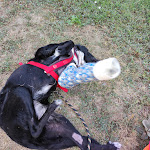 Photo n° 2 de l'avis de NATHALIE.. fait le 06/10/2022 à 22:33 pour Clinique Vétérinaire VET-OCCITANIE à Toulouse