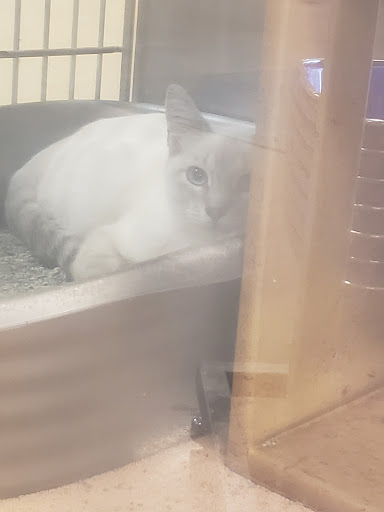 Pet Supply Store «PetSmart», reviews and photos, 8500 N Evanston Ave, Kansas City, MO 64157, USA