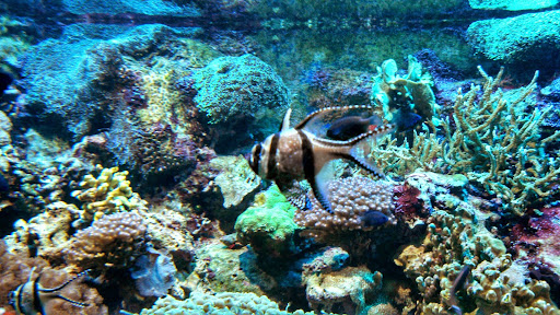 Aquarium «New England Aquarium», reviews and photos, 1 Central Wharf, Boston, MA 02110, USA