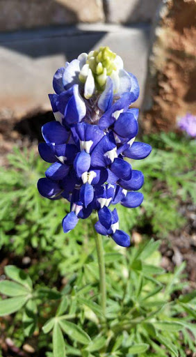 Gift Shop «The Grapevine», reviews and photos, 1612 Hunter Rd, New Braunfels, TX 78130, USA