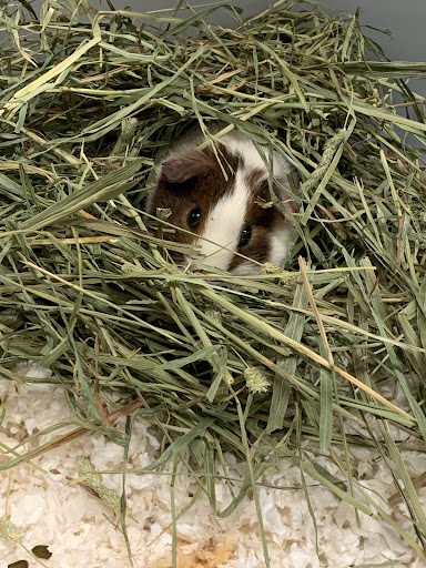 Pet Supply Store «Petland», reviews and photos, 6126 Northwest Hwy, Crystal Lake, IL 60014, USA