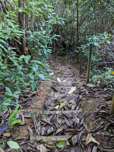 Bosque Sendra