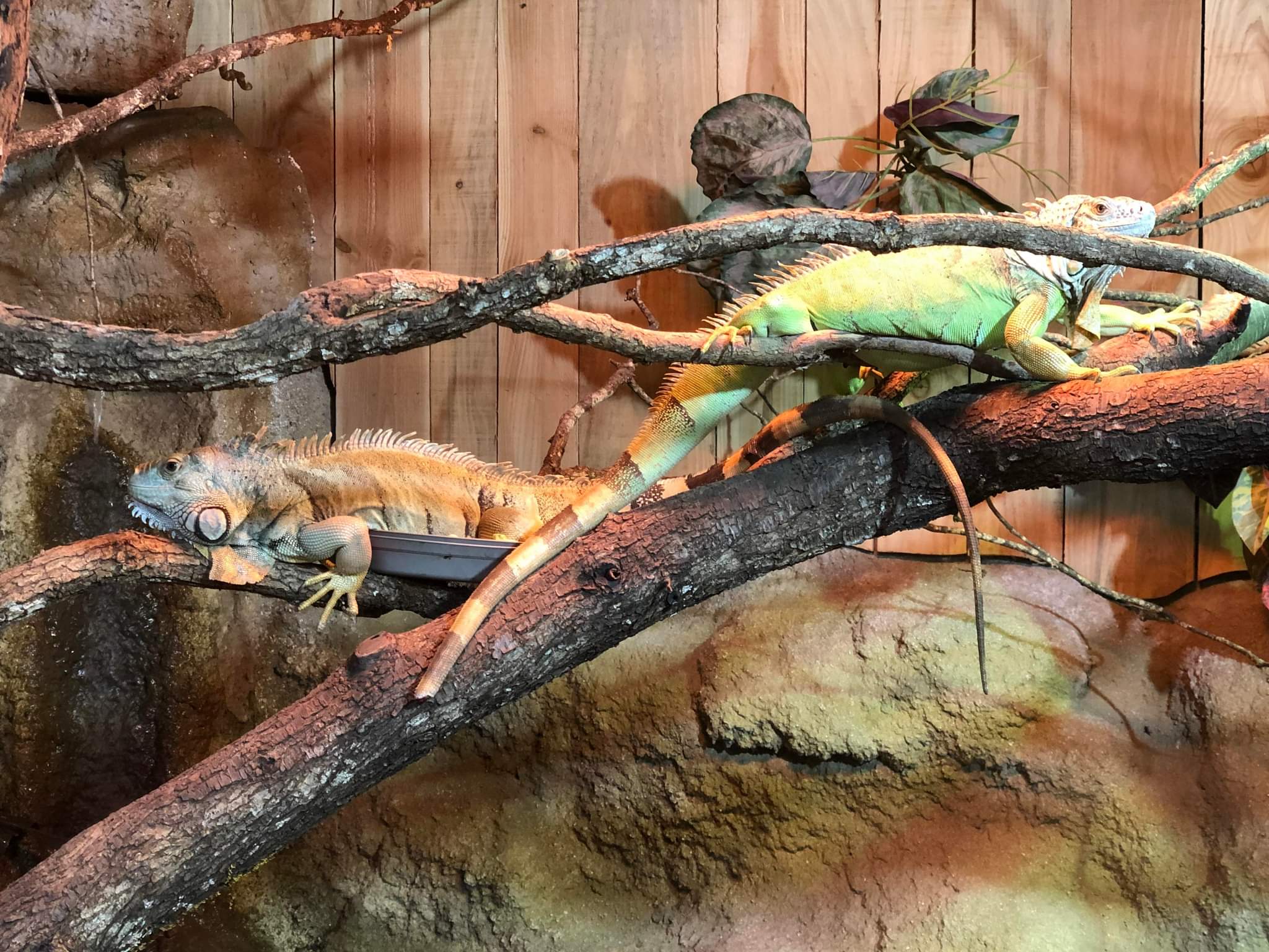 Photo n° 1 de l'avis de Aissa.a fait le 20/05/2022 à 21:13