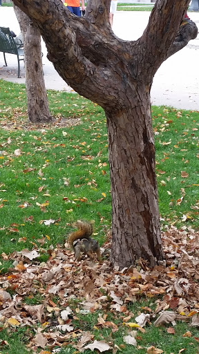 Park «Civic Center Park», reviews and photos, 101 14th Avenue, Denver, CO 80204, USA