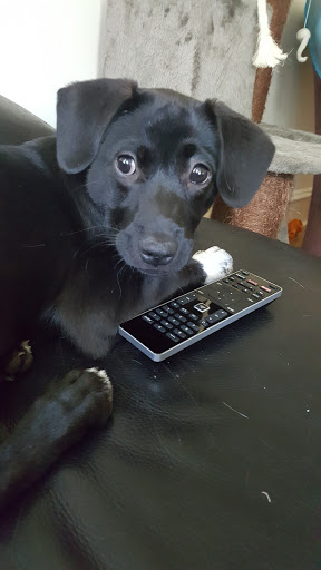 Pet Store «Pets Plus - Lansdale», reviews and photos, 555 S Broad St, Lansdale, PA 19446, USA