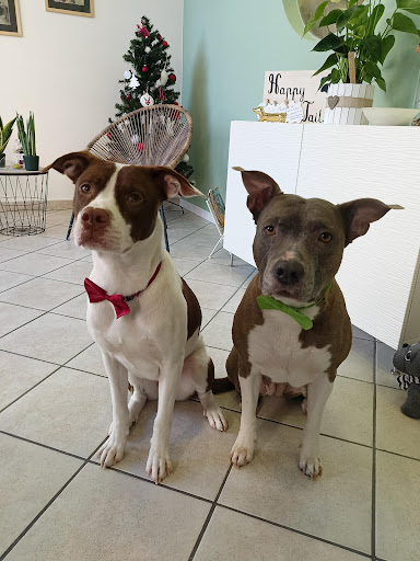 Pensioni per cani e dog hotel a Happy Tails Toelettatura