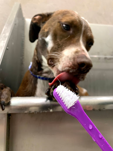 Kennel «K9 Loft», reviews and photos, 495 S Arroyo Pkwy, Pasadena, CA 91105, USA