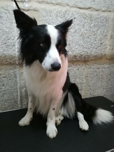 Pelos y Rastas - Xinzo de Limia