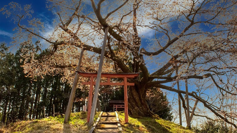 稲荷神社 才谷の稲荷桜
