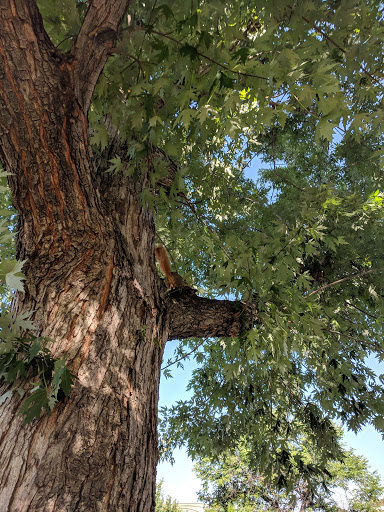Park «Acacia Park», reviews and photos, 115 E Platte Ave, Colorado Springs, CO 80903, USA
