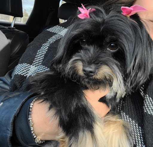 Pet Supply Store «Pet Supplies Plus», reviews and photos, 3205 W 115th St, Merrionette Park, IL 60803, USA