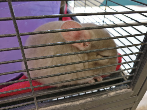 Pet Supply Store «Pet Supplies Plus», reviews and photos, 4250 N Alafaya Trail #240, Oviedo, FL 32765, USA