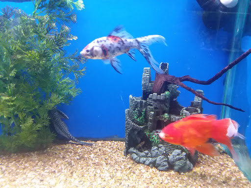Aquarium «Aquarium World», reviews and photos, 13157 Northwest Fwy, Houston, TX 77040, USA