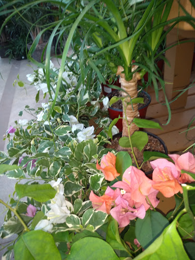 Greenhouse «Wentworth Greenhouses», reviews and photos, 141 Rollins Rd, Rollinsford, NH 03869, USA