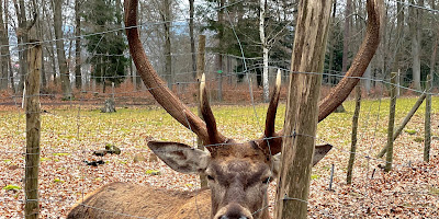 Wildpark Kaiserslautern