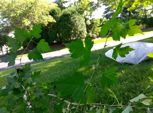 Grocery Store «Brook Haven Market Place II», reviews and photos, 19818 South La Grange Road, Mokena, IL 60448, USA