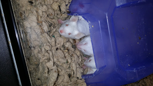 Pet Supply Store «Petco Animal Supplies», reviews and photos, 2340 Holcomb Bridge Rd, Roswell, GA 30076, USA