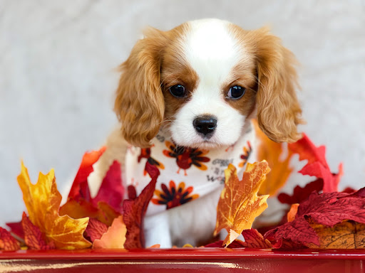 Dog Breeder «Playful Pets», reviews and photos, 115 Ridge Pike, Conshohocken, PA 19428, USA