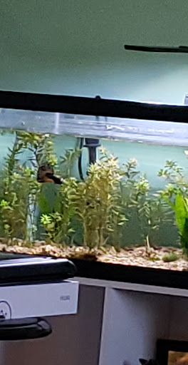 Tropical Fish Store «Aquarium Adventure», reviews and photos, 744 E Boughton Rd, Bolingbrook, IL 60440, USA