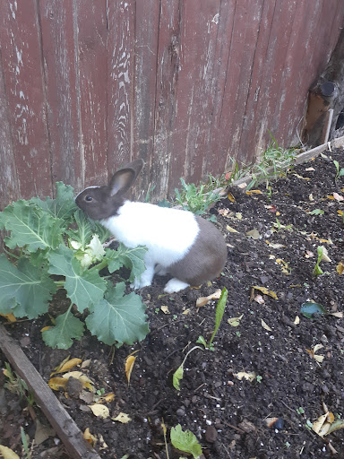 Pet Supply Store «PetSmart», reviews and photos, 2525 W Wheatland Rd, Dallas, TX 75237, USA