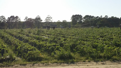 Fruit and Vegetable Store «Henley Farm», reviews and photos, 3513 Charity Neck Rd, Virginia Beach, VA 23456, USA