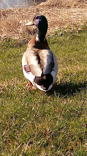 Grocery Store «Family Fare Supermarket», reviews and photos, 425 Main St W, Cannon Falls, MN 55009, USA