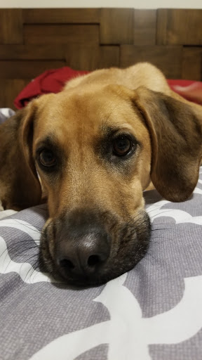 Pet Supply Store «Petco Animal Supplies», reviews and photos, 1231 Bruce B Downs Blvd, Wesley Chapel, FL 33543, USA