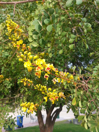 Museum «Rosson House Museum at Heritage Square», reviews and photos, 113 N 6th St, Phoenix, AZ 85004, USA